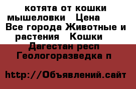 котята от кошки мышеловки › Цена ­ 10 - Все города Животные и растения » Кошки   . Дагестан респ.,Геологоразведка п.